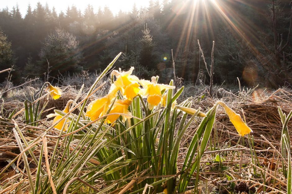 Gelbe Narzissen im Nationalpark Eifel: Wanderung im Frühling