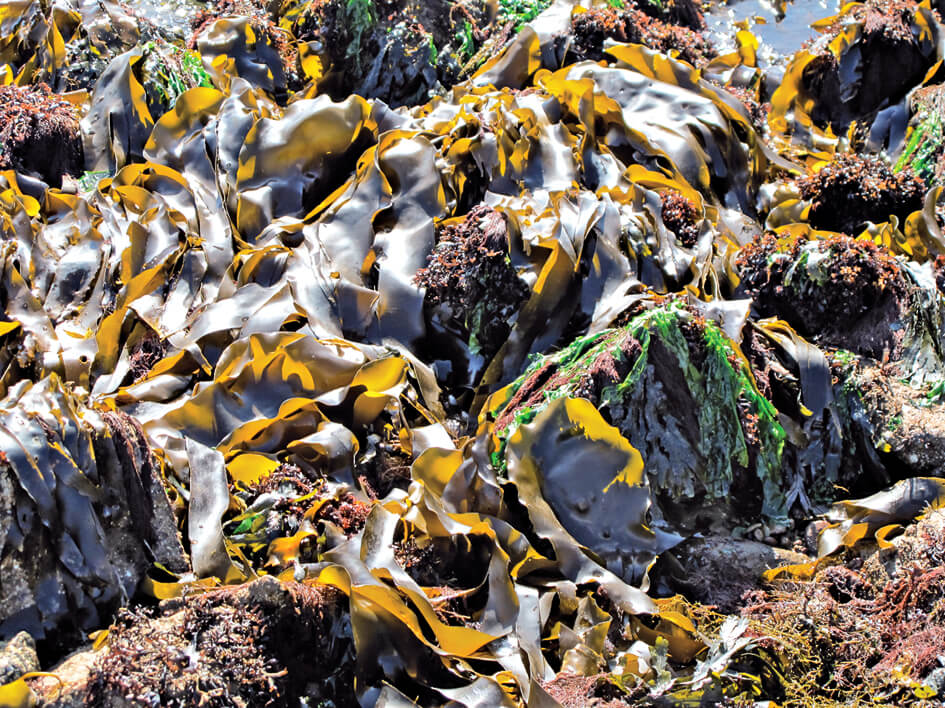 Algen an Nord- und Ostsee: Algen am Strand und im Herbarium - Spannende ...