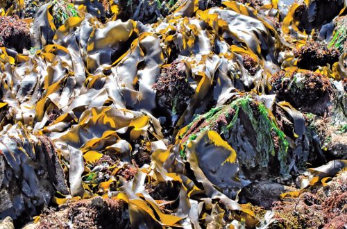 Algen an Nord- und Ostsee: Algen am Strand und im Herbarium