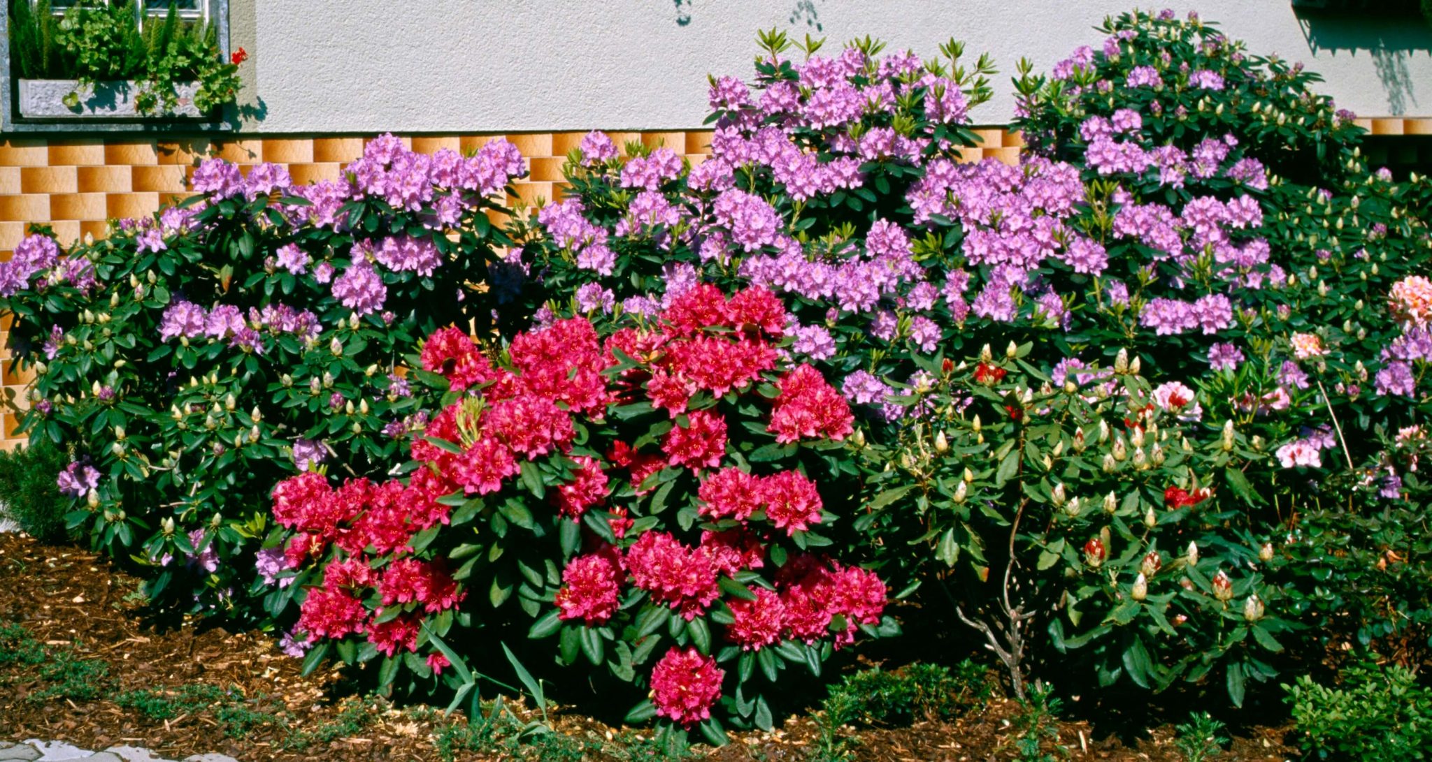 Pflanzung Und Pflege Von RHODODENDRON Spannende Natur pflanzung-und-pflege-von-rhododendron-spannende-natur